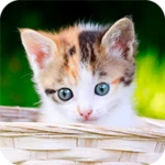 7fon kittens android application logo